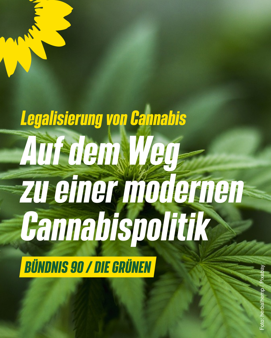 Auf dem Weg zur Legalisierung von Cannabis